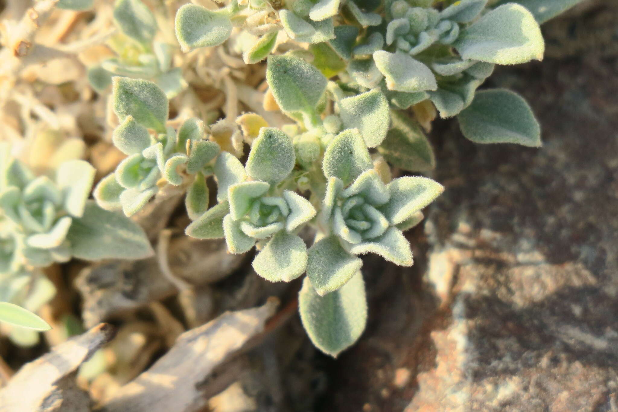 Imagem de Morettia parviflora Boiss.