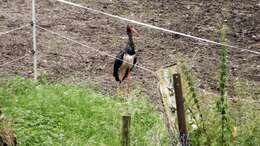Image de Cigogne noire