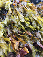 Image of Spiral or Spiralled Wrack