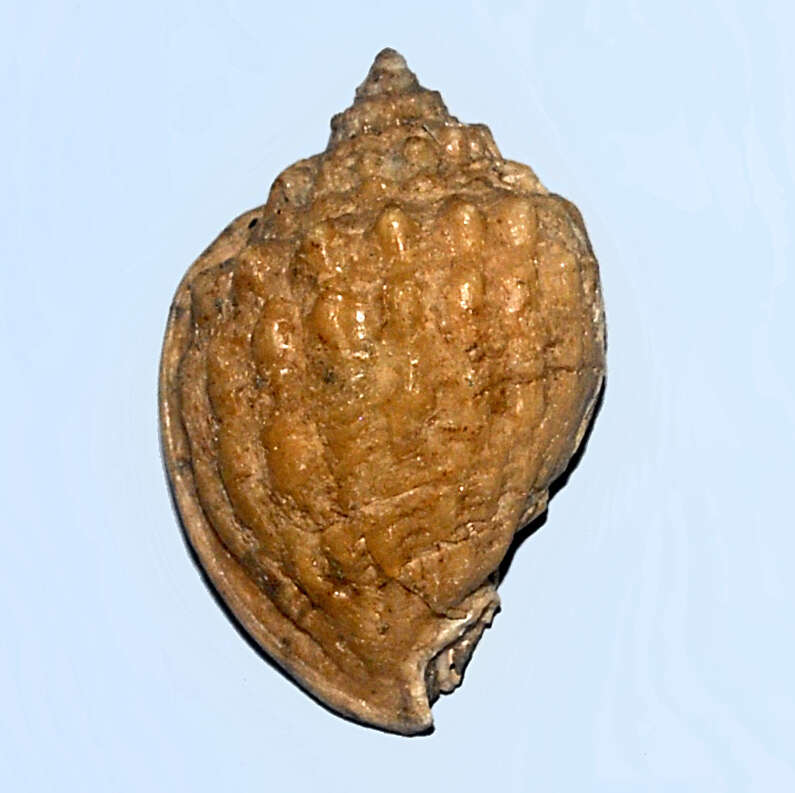 Image of Phaliinae Beu 1981
