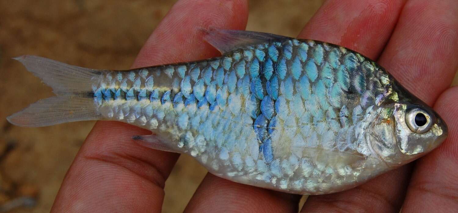 Image of spanner barb