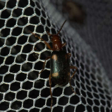 Imagem de Brachinus (Cnecostolus) exhalans (P. Rossi 1792)