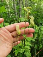 Imagem de Aconitum umbrosum (Korsh.) Kom.