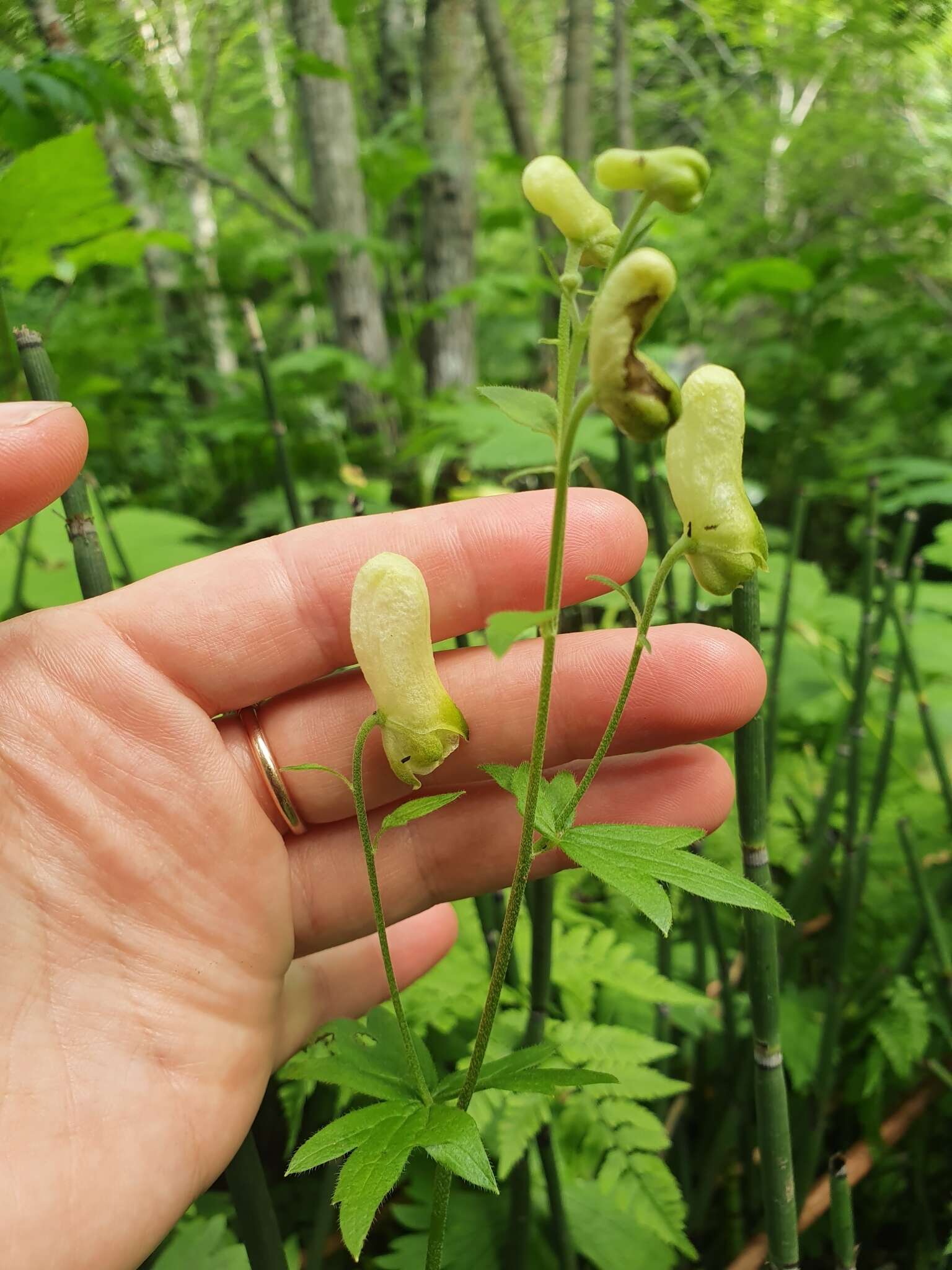 Image of Aconitum umbrosum (Korsh.) Kom.