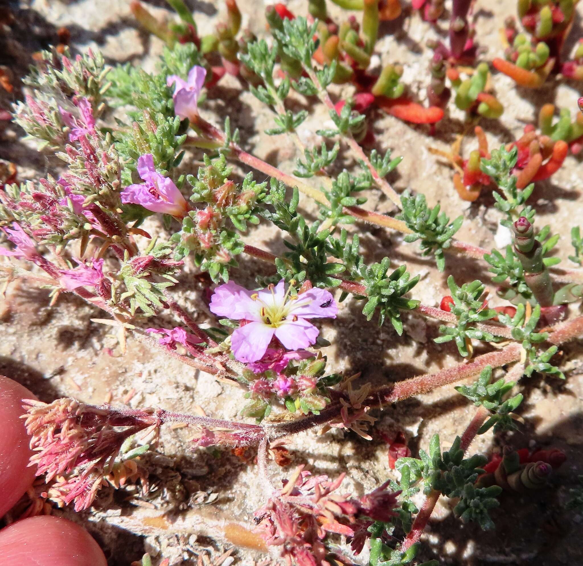 Image of Frankenia repens (Bergius) Fourc.