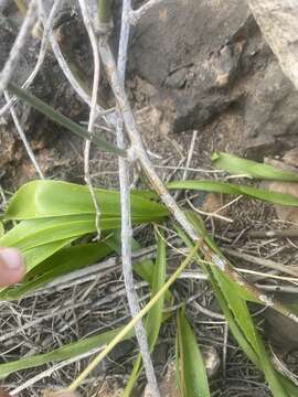 Image de Scilla haemorrhoidalis Webb & Berthel.