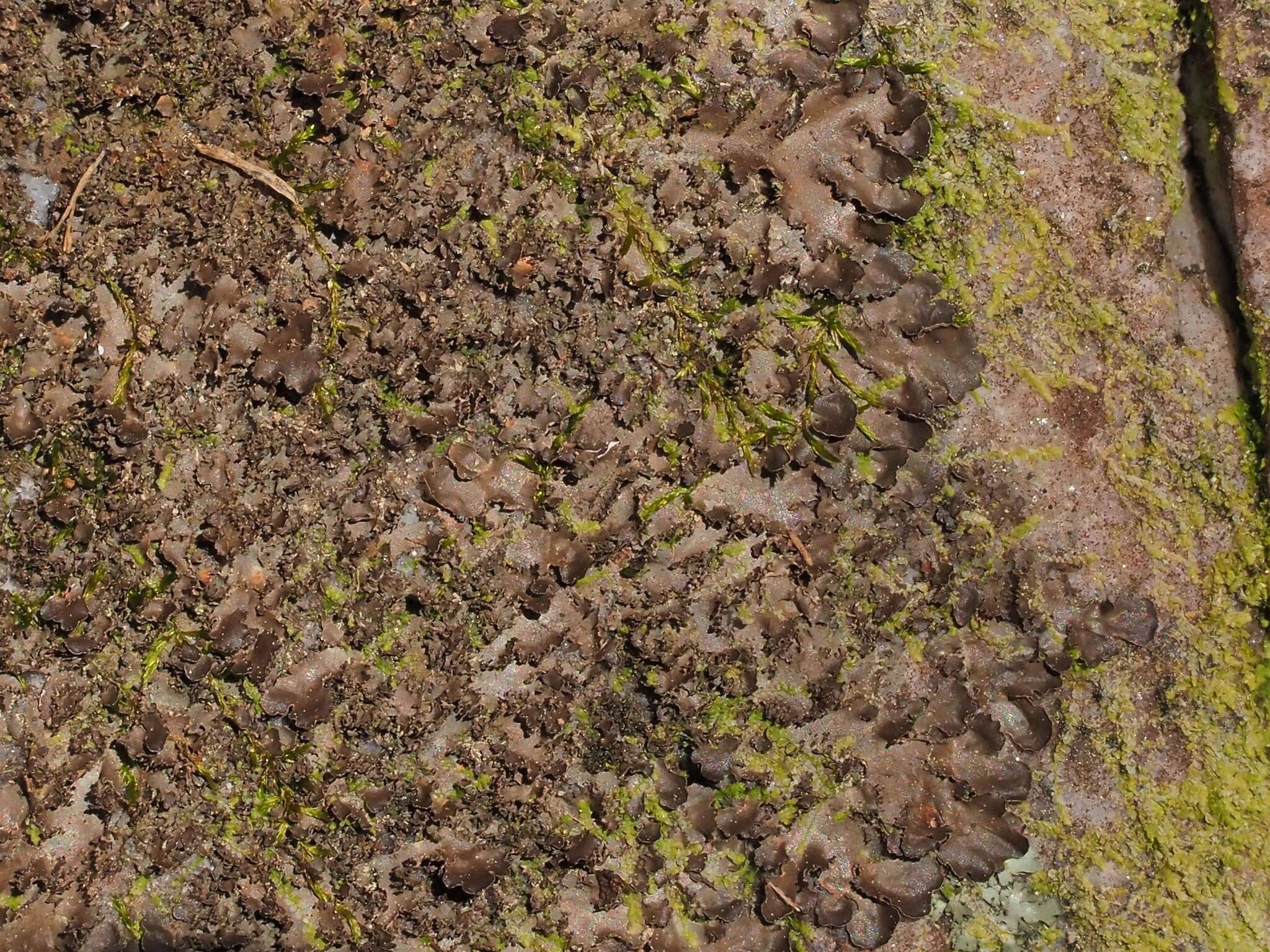 Image of Swiss kidney lichen