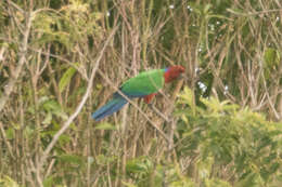 Image of Shining parrot