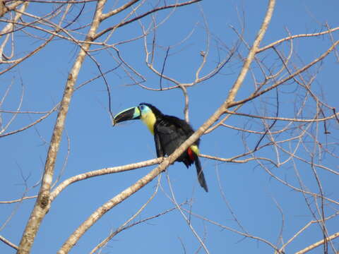 Image of Channel-billed Toucan