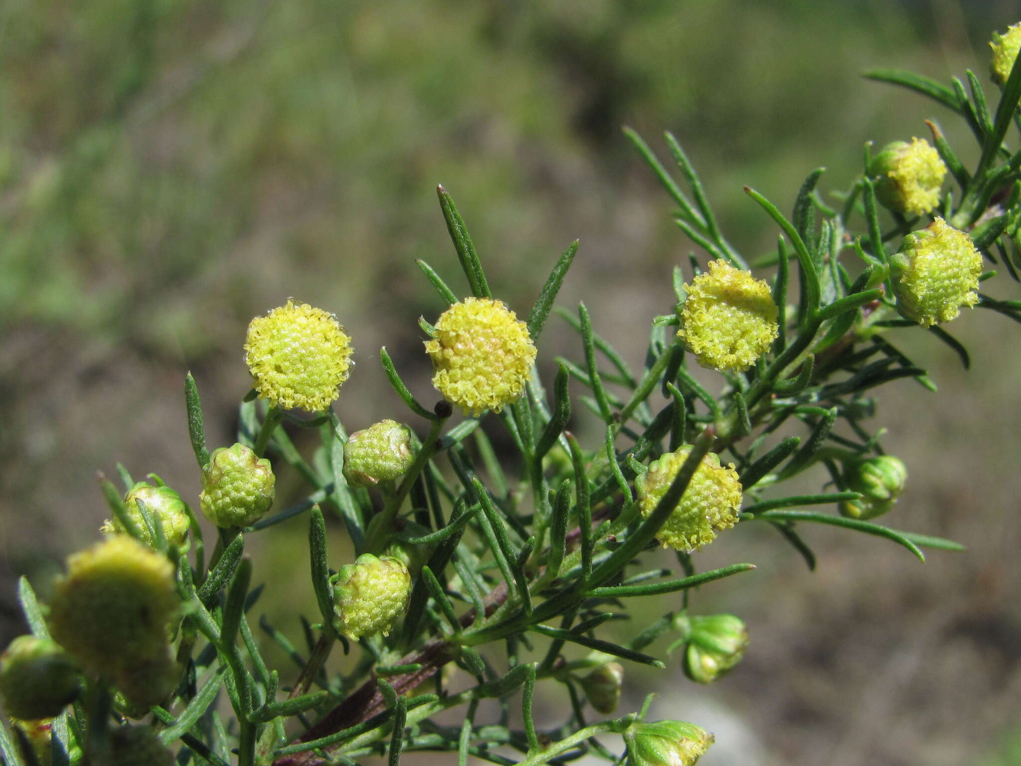 صورة Artemisia chamaemelifolia Vill.