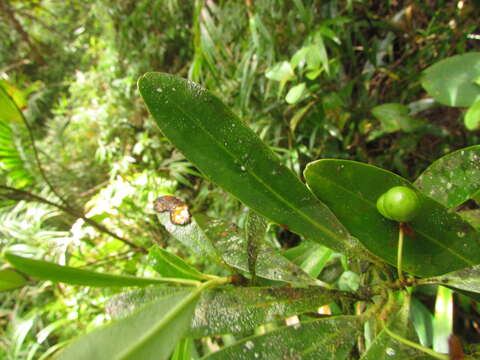 Image of Drimys angustifolia Miers