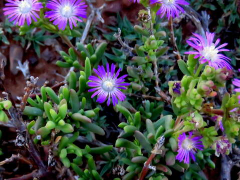 Image of Delosperma peersii Lavis