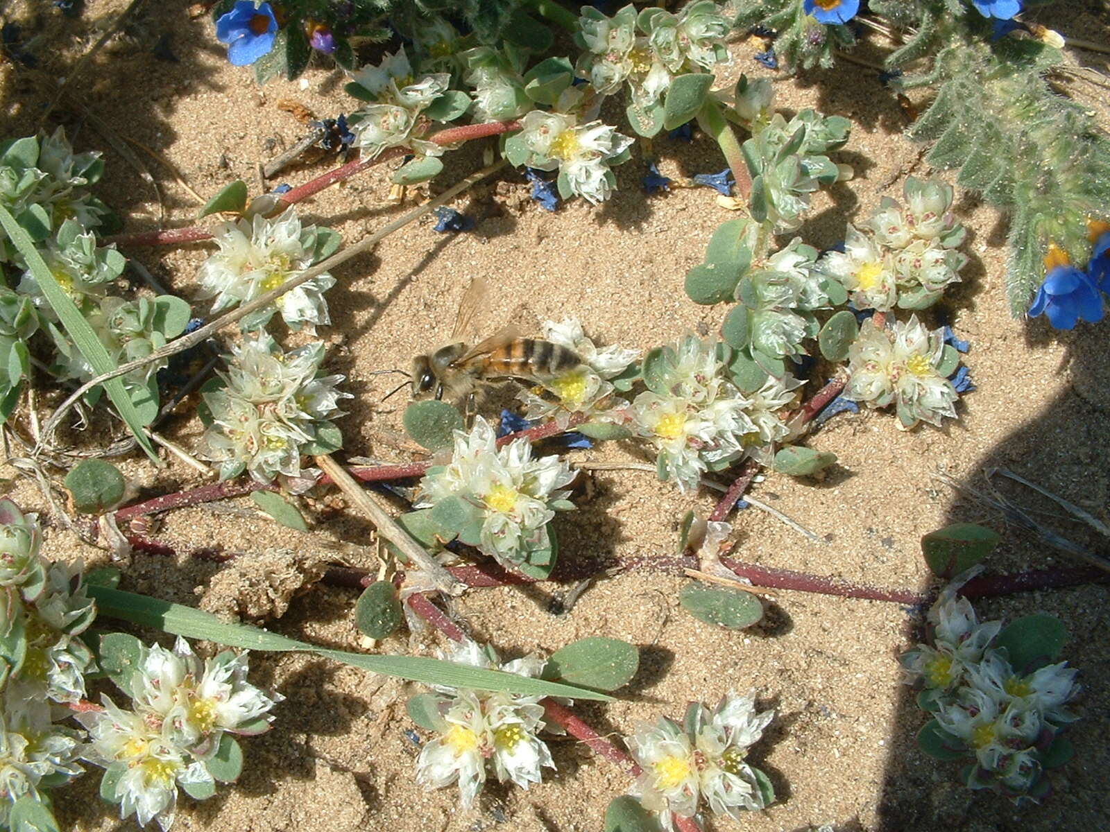 Image of Paronychia argentea Lam.