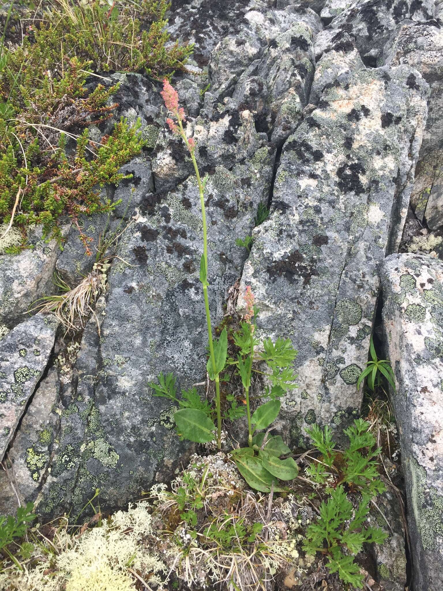 Image of Lapland Sorrel