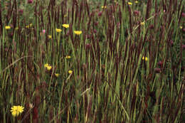 Sivun Agrostis microphylla Steud. kuva