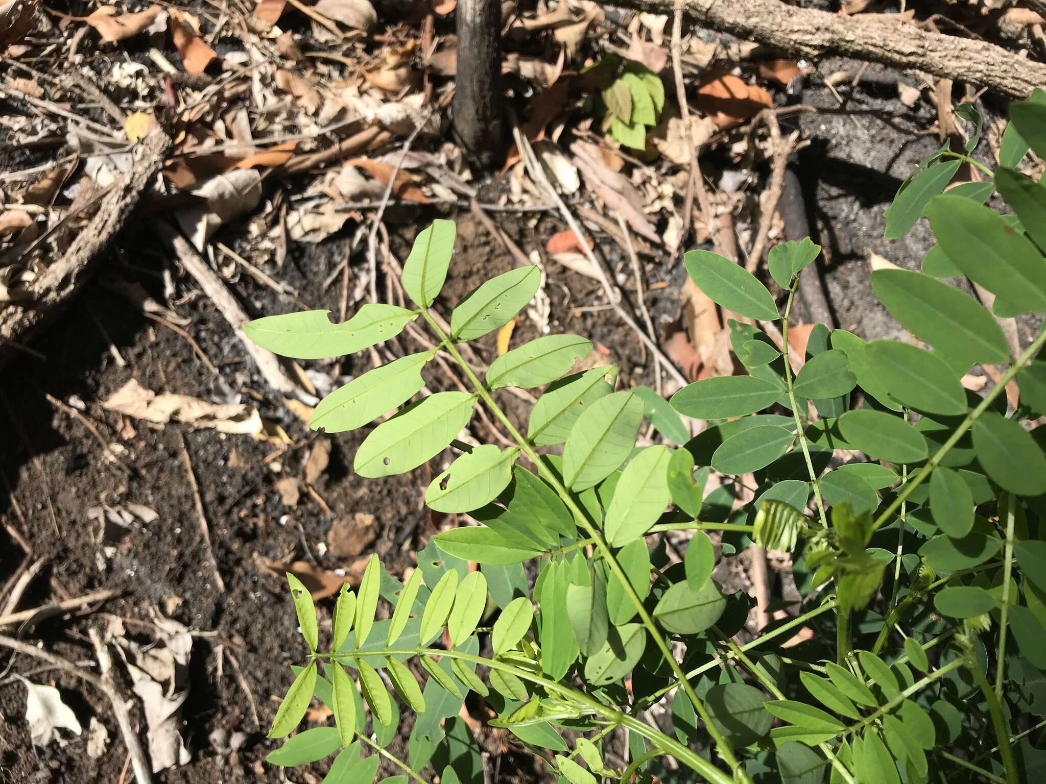 Image of Senna acclinis (F. Muell.) Randell