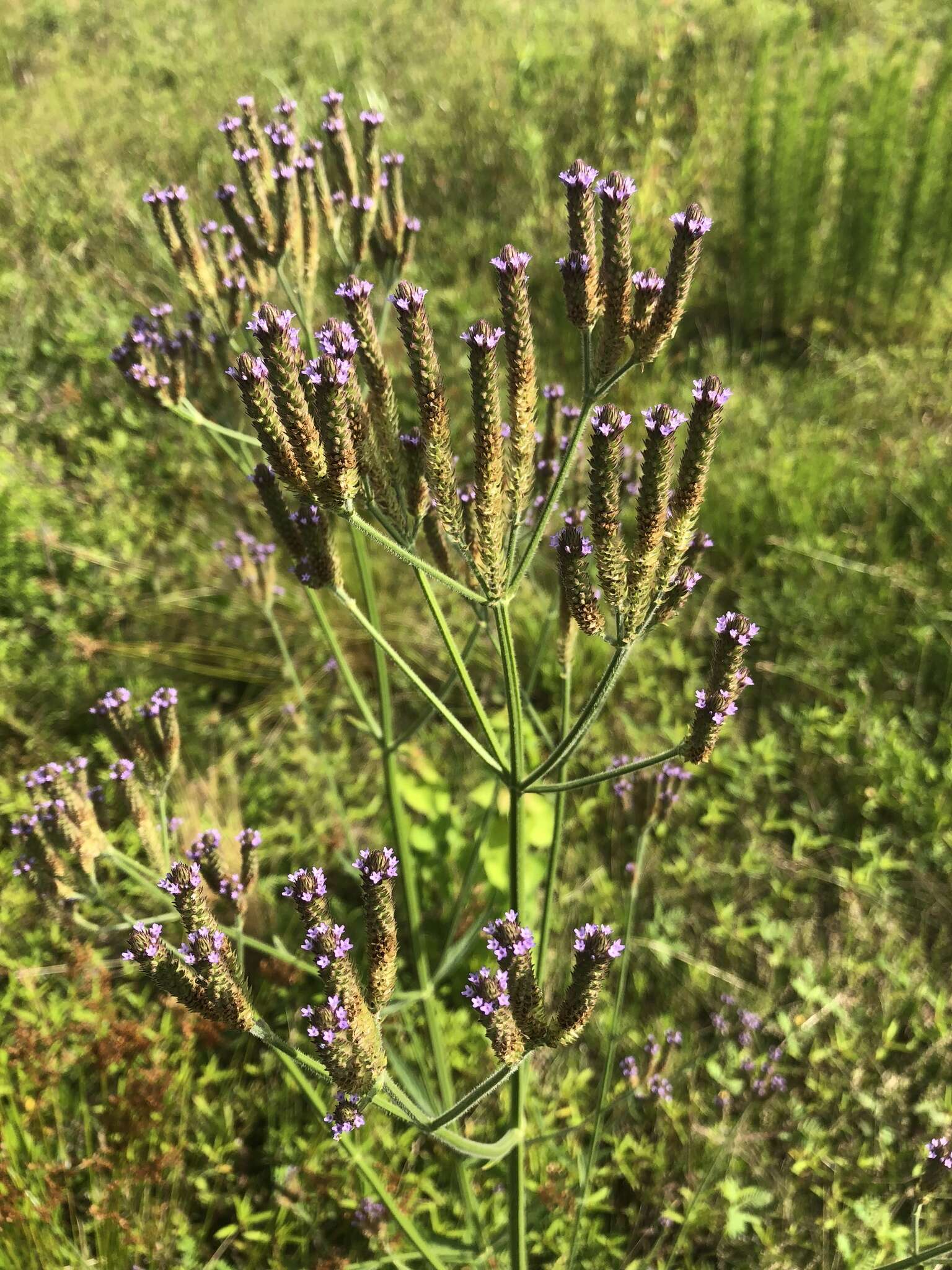 Image of Brazilian Vervain