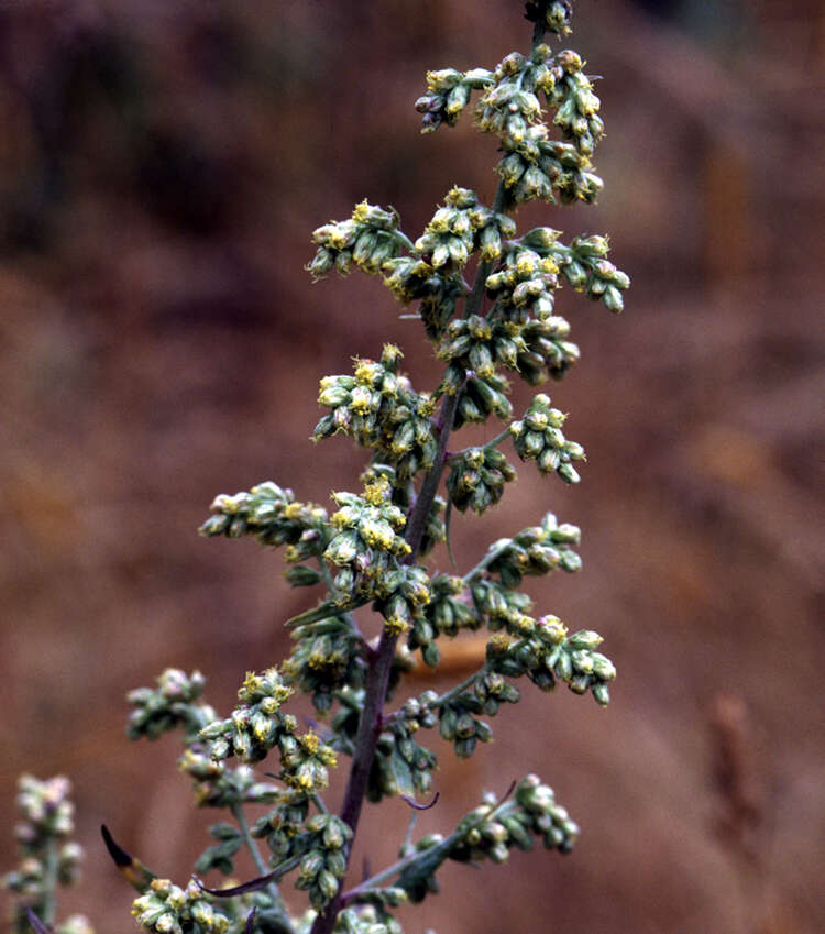 Image of white sagebrush