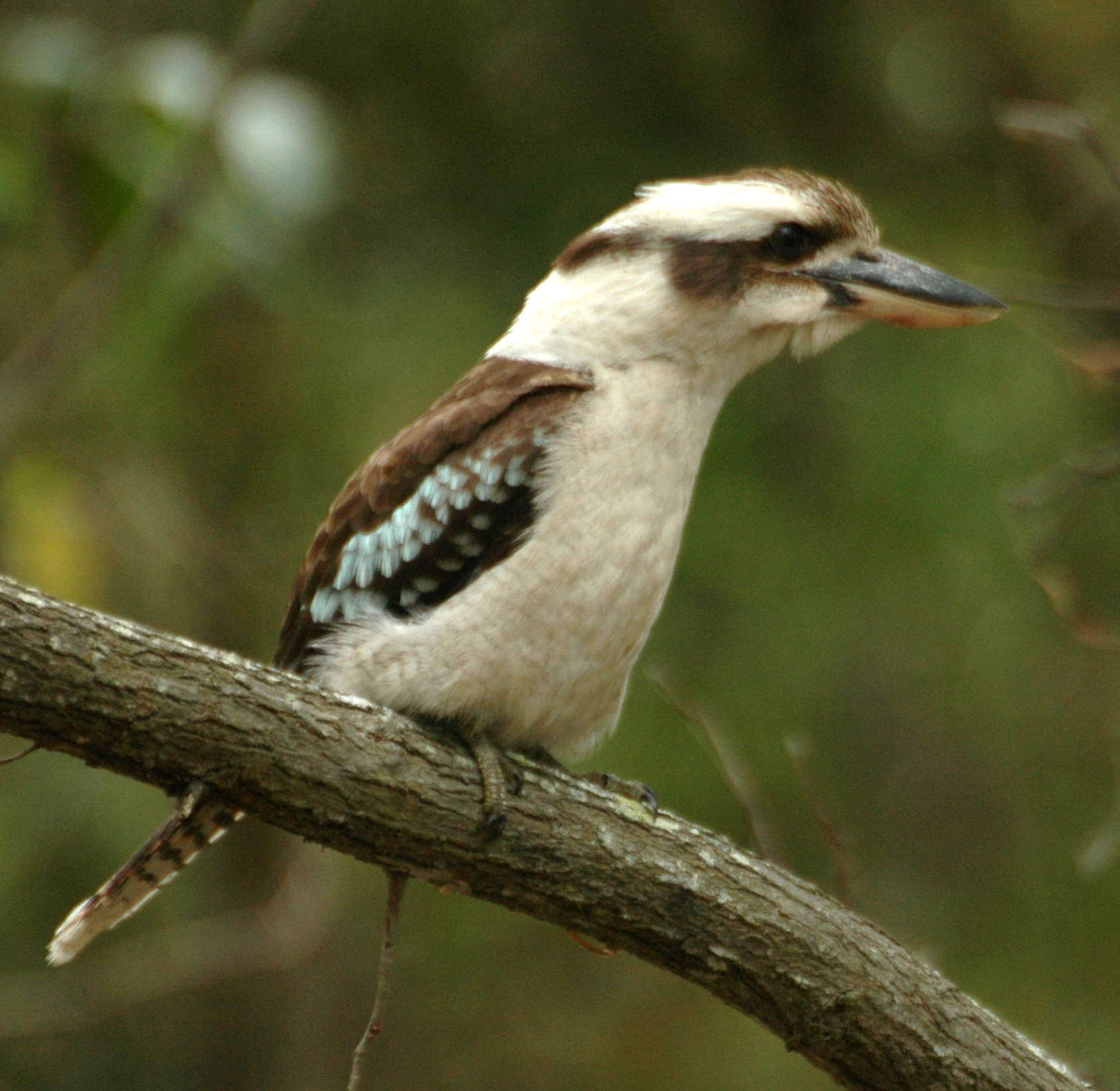 Image of Kookaburra