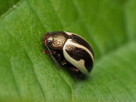 Image of Calligrapha (Bidensomela) bidenticola Brown 1945