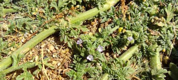 Image of supine vervain