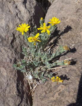 Heterotheca fulcrata (Greene) Shinners resmi