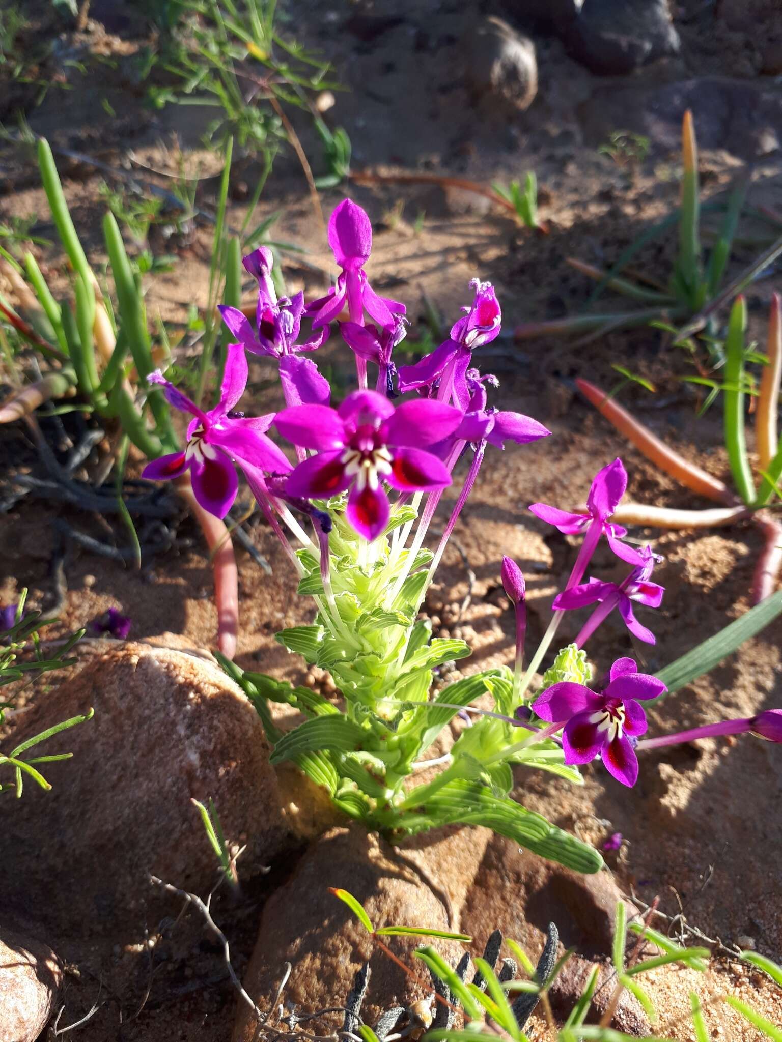 Image of Lapeirousia pyramidalis subsp. regalis Goldblatt & J. C. Manning