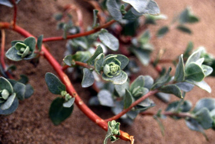 Image of beach saltbush