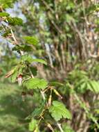 Image of spreading gooseberry