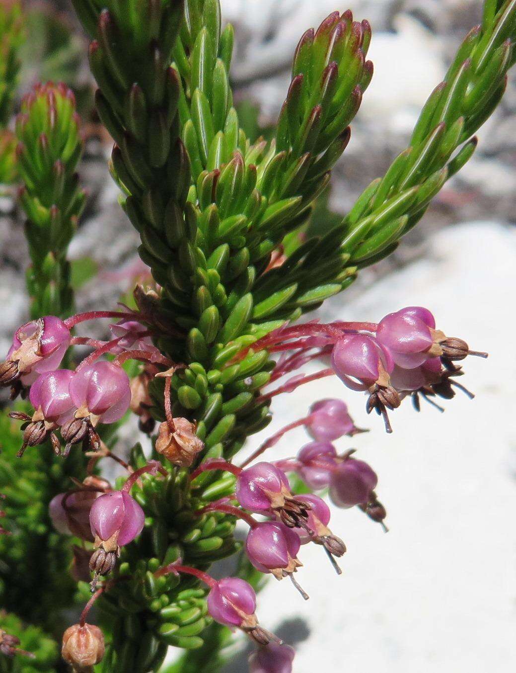 Image of Erica gracilipes Guthrie & Bolus