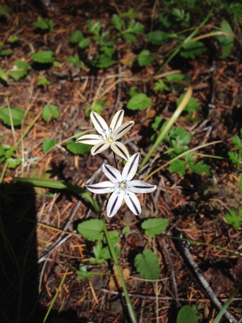 Image of Henderson's triteleia