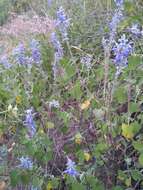 Image of Salvia pruinosa Fernald