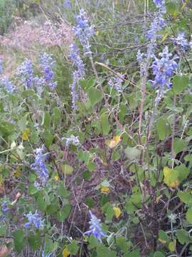 Salvia pruinosa Fernald resmi