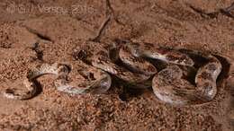 Image of Crowned Leafnose Snake