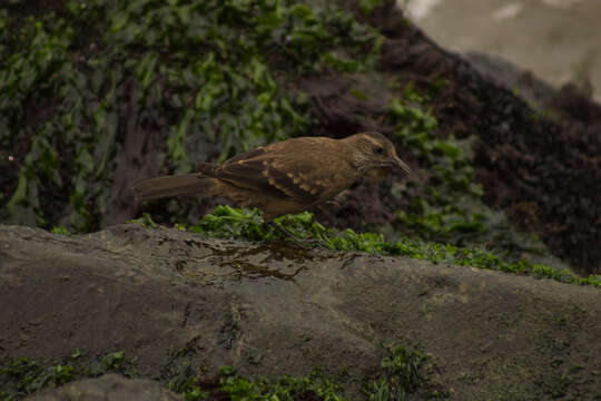 Image of Peruvian Seaside Cinclodes