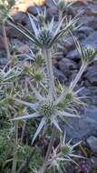 Eryngium glaciale Boiss. resmi