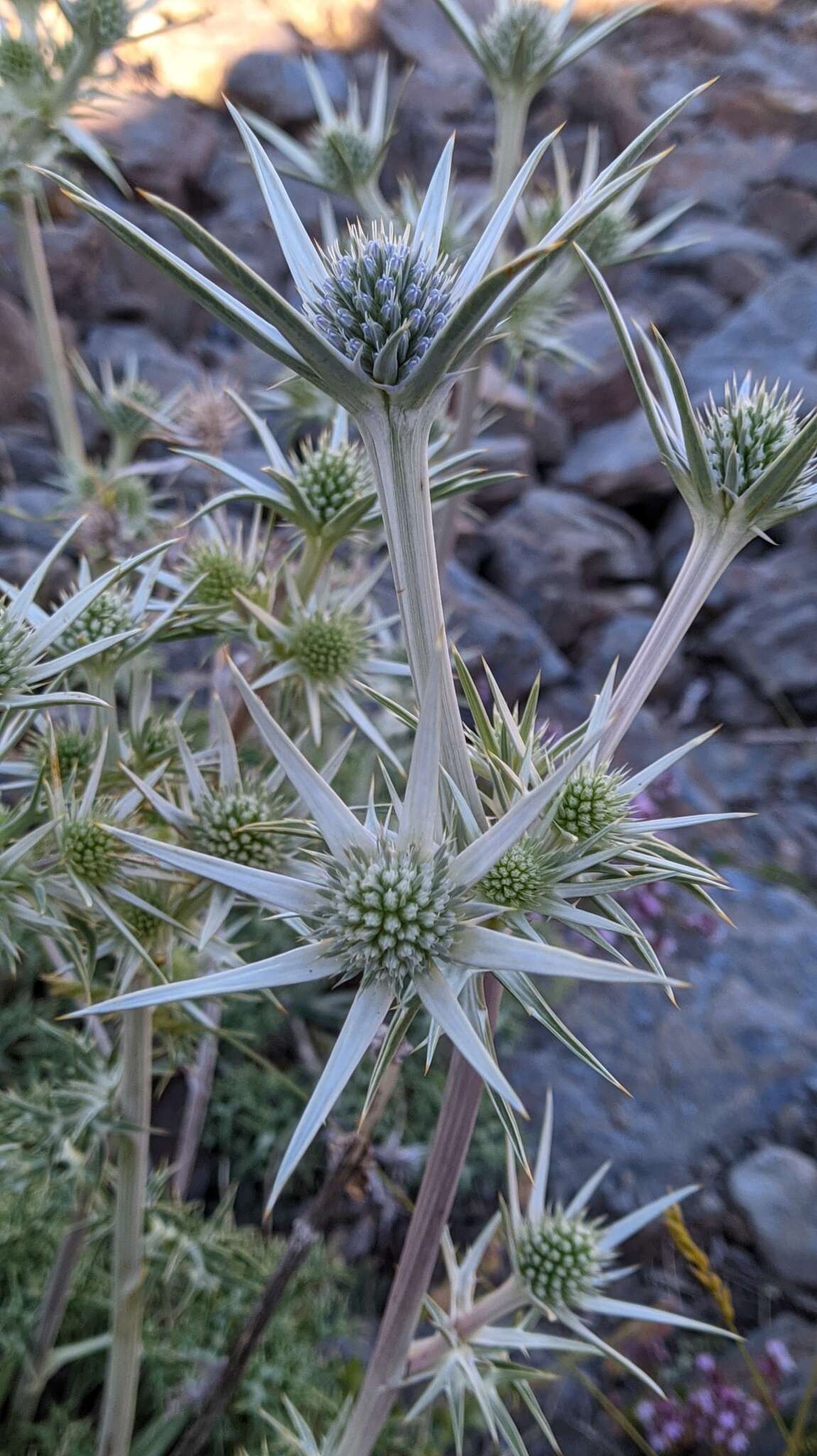 Imagem de Eryngium glaciale Boiss.