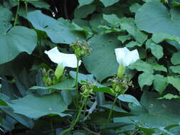 Plancia ëd Ipomoea ampullacea Fern.