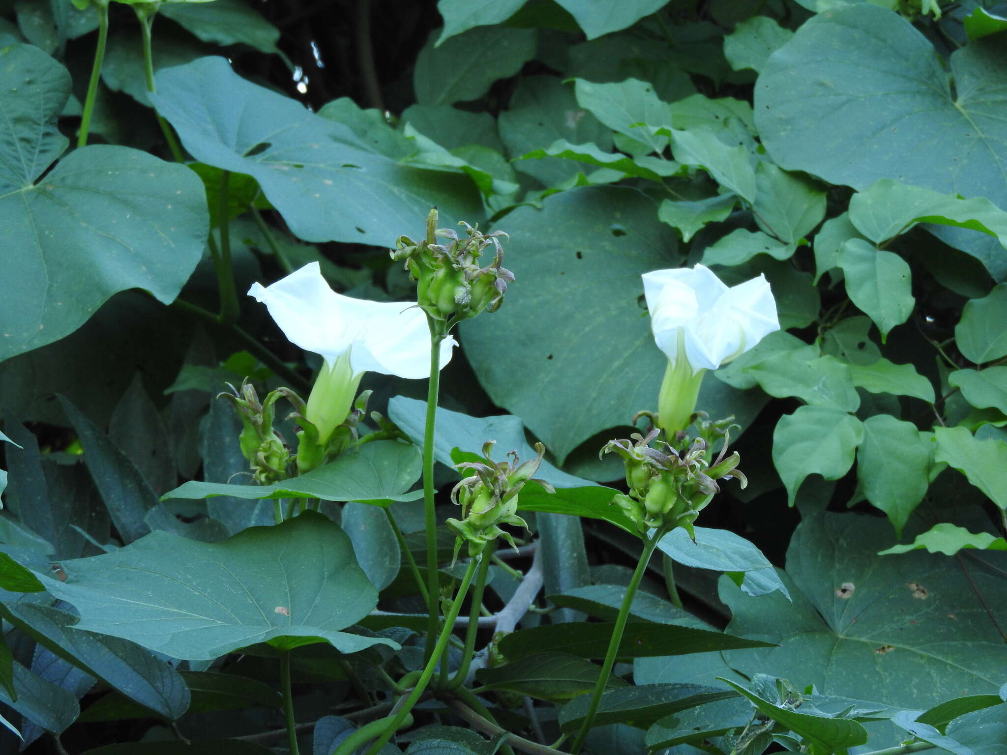 Plancia ëd Ipomoea ampullacea Fern.