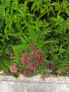 Image of Eupatorium formosanum Hayata