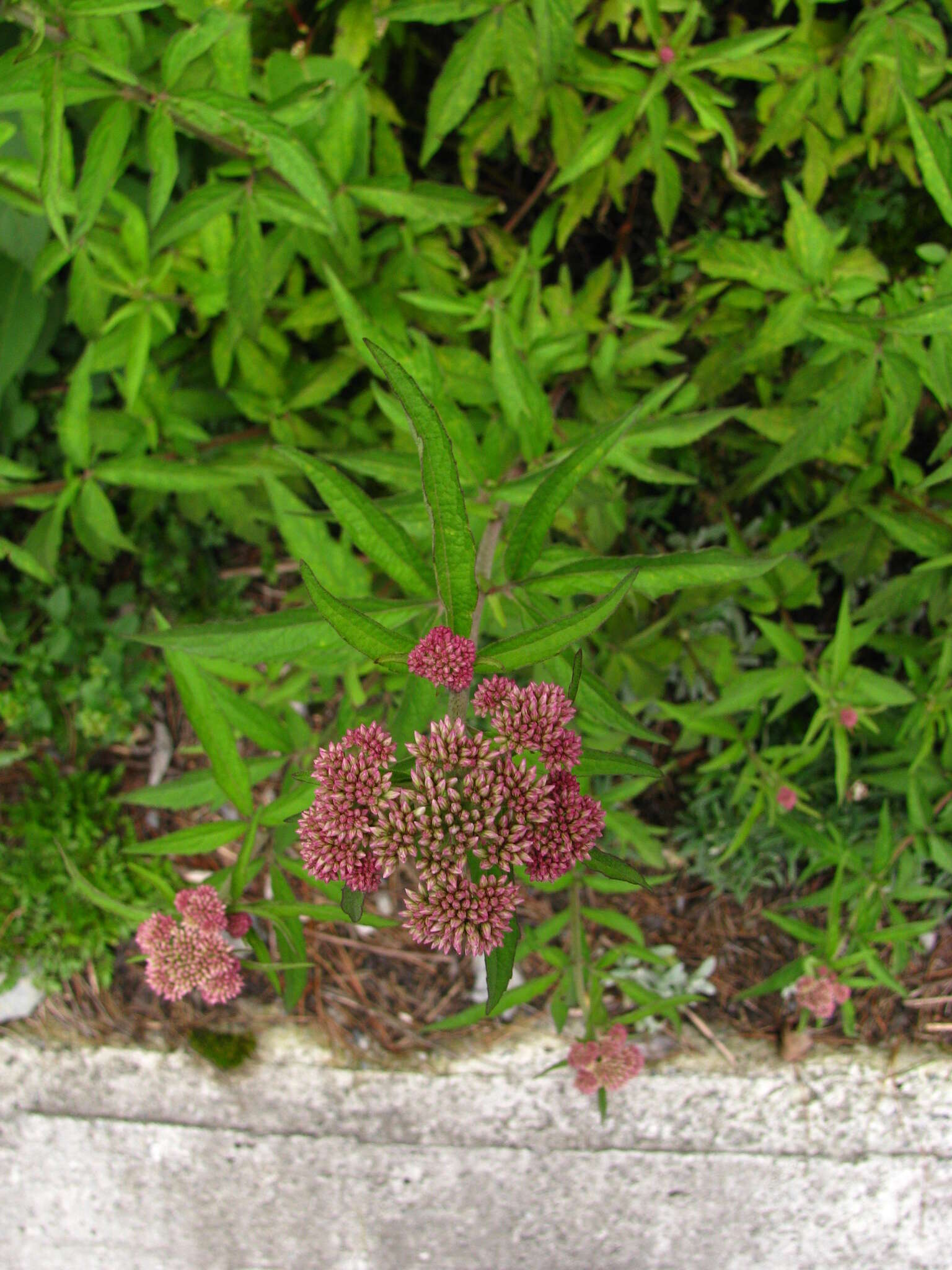 Image of Eupatorium formosanum Hayata