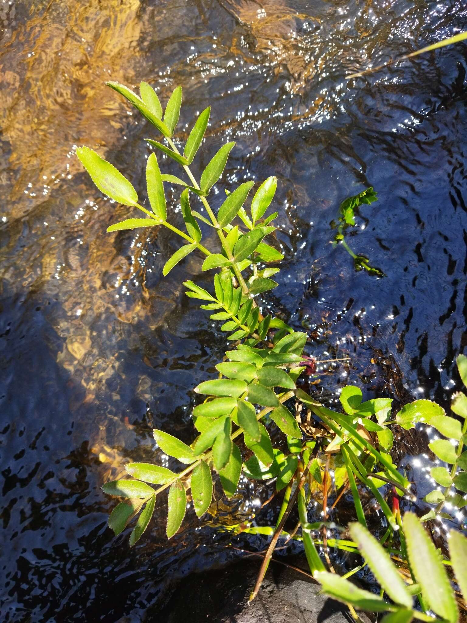 Image of Water parsnip