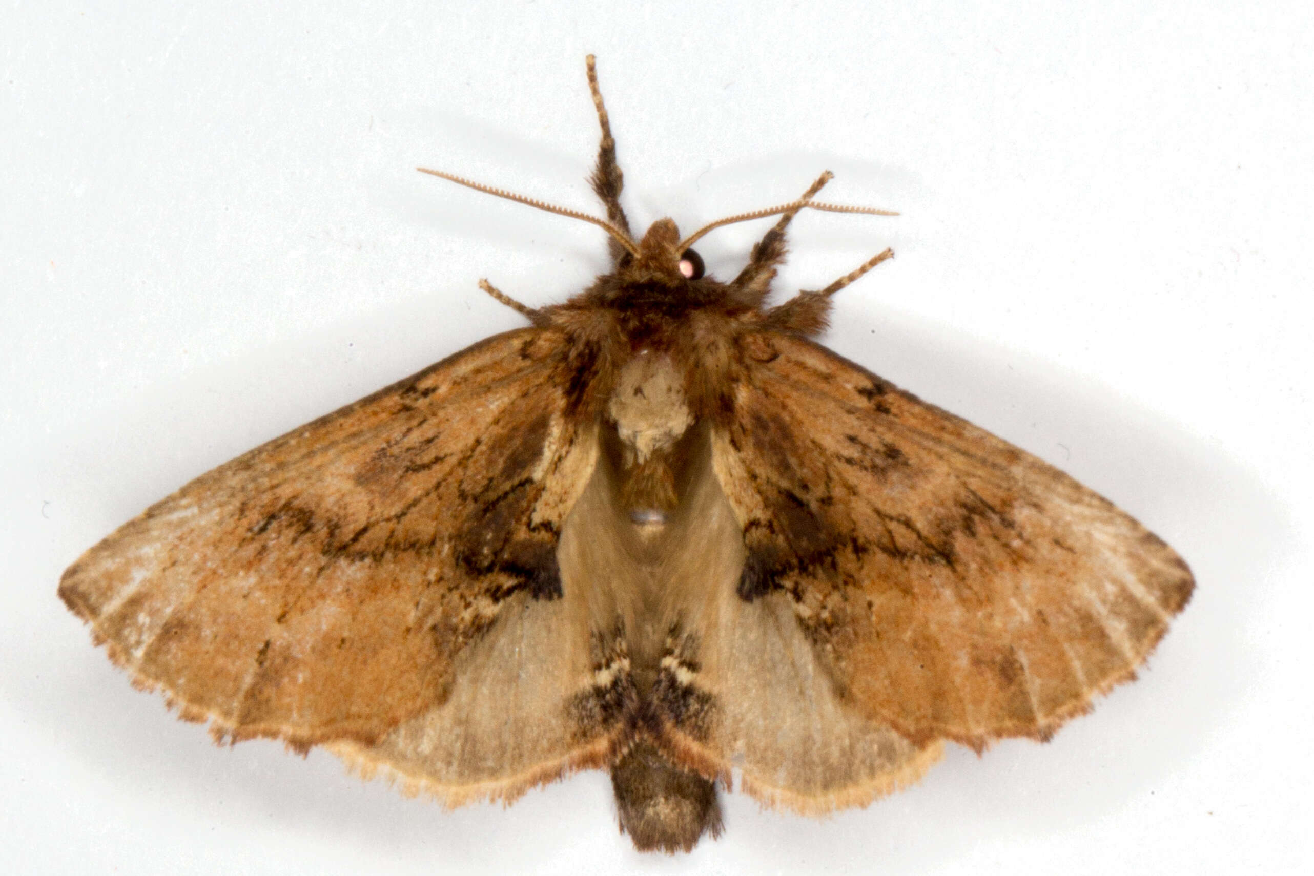 Image of Coxcomb Prominent