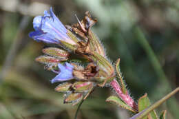 Image of Lobostemon trigonus (Thunb.) Buek