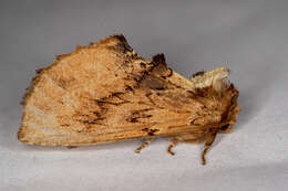 Image of Coxcomb Prominent