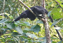 Image of Eastern Ebony Leaf Monkey