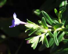 صورة Glandora rosmarinifolia (Ten.) D. C. Thomas