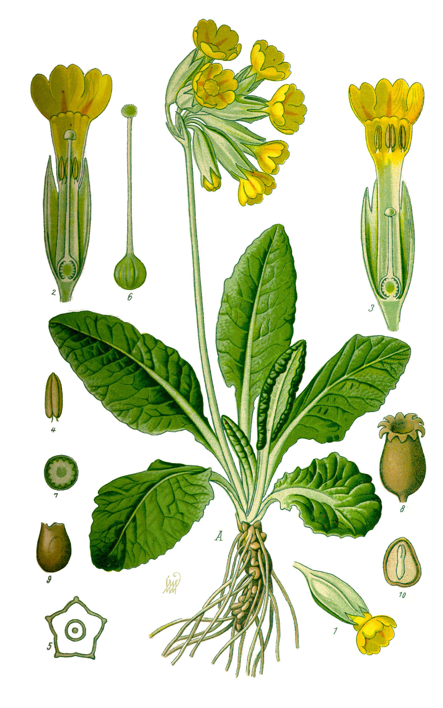 Image of Cowslip