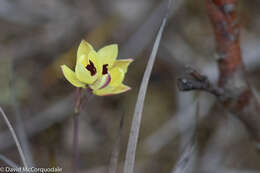 Image of Rabbit-eared sun orchid