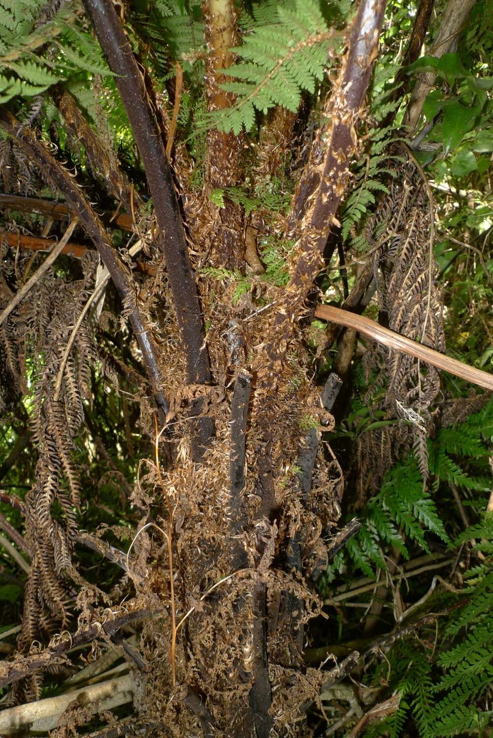 Image of Tree Fern Gully